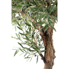 Tree Green Olive Tree In Pot 210cm