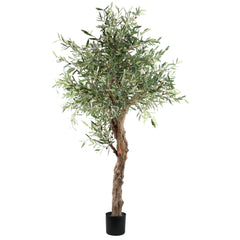 Tree Green Olive Tree In Pot 210cm