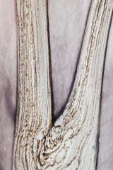 Woods Brocéliande geurkaars - Baobab