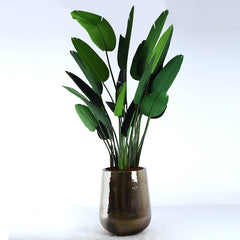 Strelitzia Plant