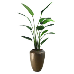 Strelitzia Plant