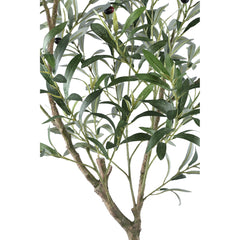 Tree Green olive tree in pot L